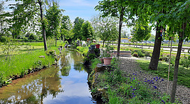 Blühende Alleeinsel in Helpfau-Uttendorf: Eine idyllische Landschaftsszene mit einem schmalen, ruhigen Wasserlauf, der sich durch eine üppige, grüne Umgebung schlängelt. Entlang des Ufers wachsen Blumen und verschiedene Pflanzen, und die Bäume spenden Schatten. Die Reflexion des Himmels und der Vegetation lässt das Wasser friedlich erscheinen.