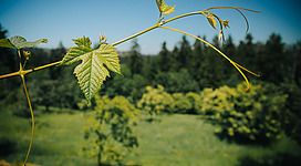 Ein Weinrebenzweig mit frischem Blattwerk in Vordergrund. Im Hintergrund sind grüne Bäume und eine weitläufige Wiese zu sehen.