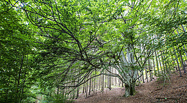 Zigeunerbuche in St. Leonhard bei Freistadt
