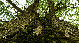 Einen Ausflug zur Königslinde in Schwoich machen