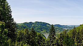 Panoramablick Schwarze Wand in St. Nikola an der Donau: Eine üppige grüne Landschaft mit dichten Wäldern und bewaldeten Hügeln erstreckt sich bis zum Horizont. Einzelne Bäume und Gestrüpp säumen den Vordergrund, während in der Ferne weitere bewaldete Erhebungen zu sehen sind. Der Himmel ist klar und strahlend blau.