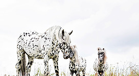 HTC Hellmayr Stadl-Paura